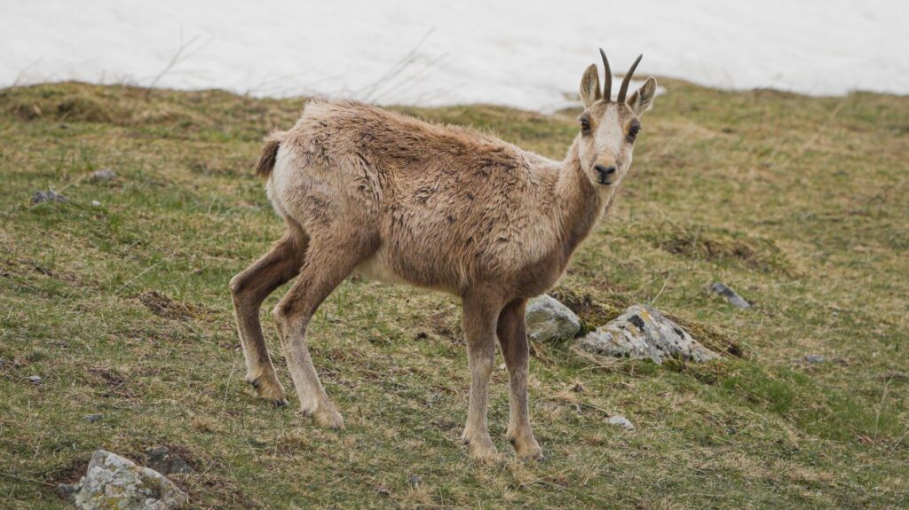 Isard photographié par Eddy, formateur en photographie animalière
