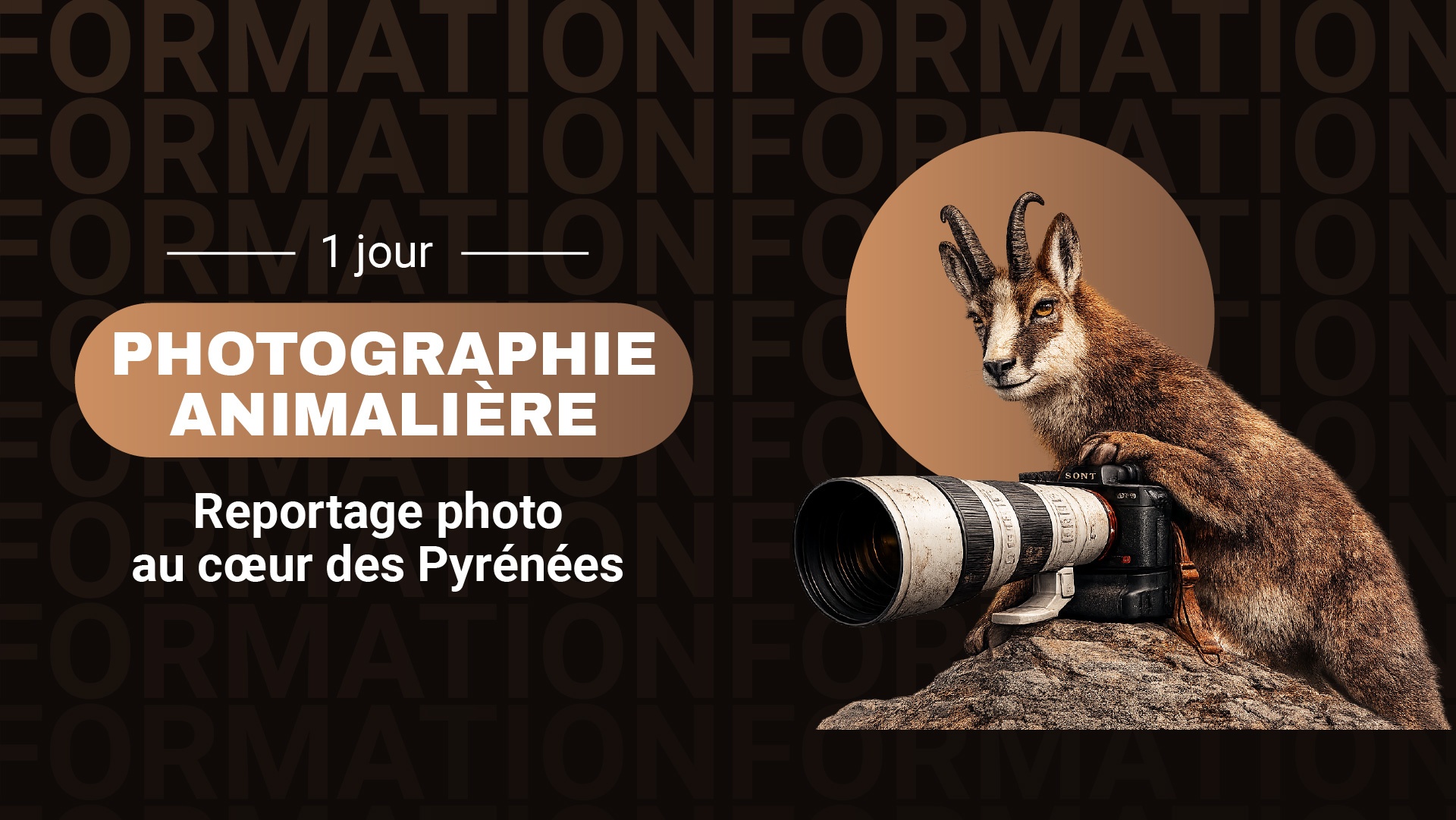 Photographie animalière_web
